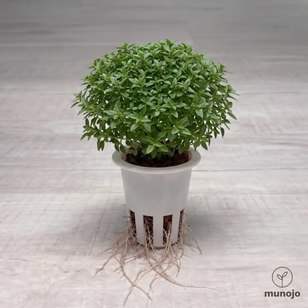 Greek Basil