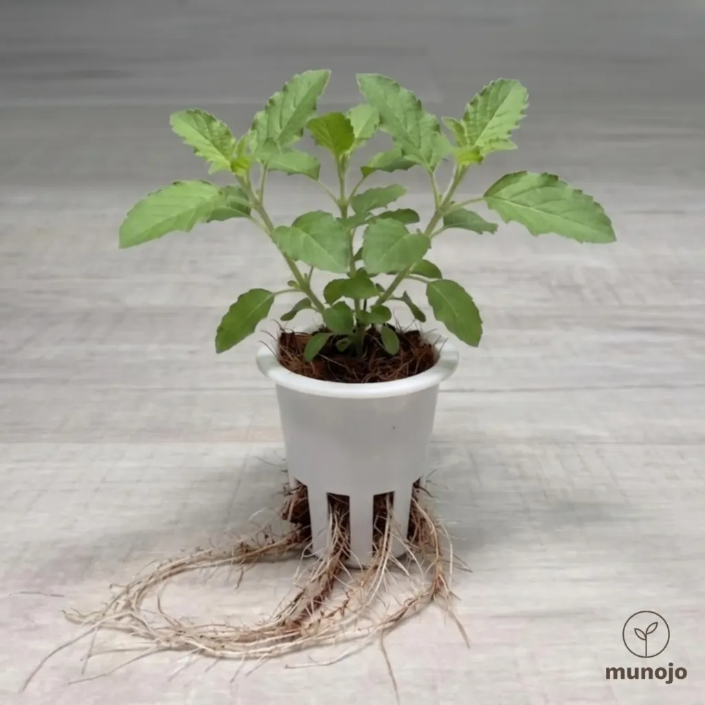 Holy Basil