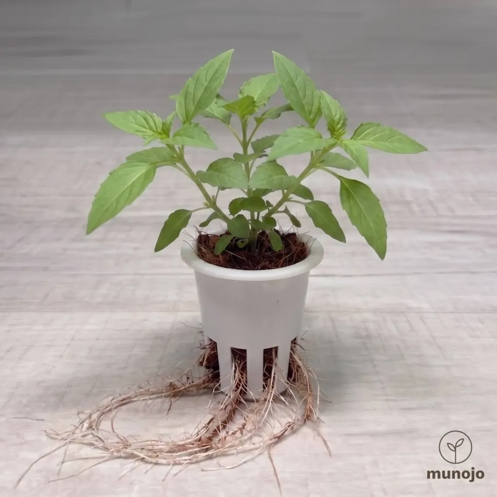 Lemon Basil
