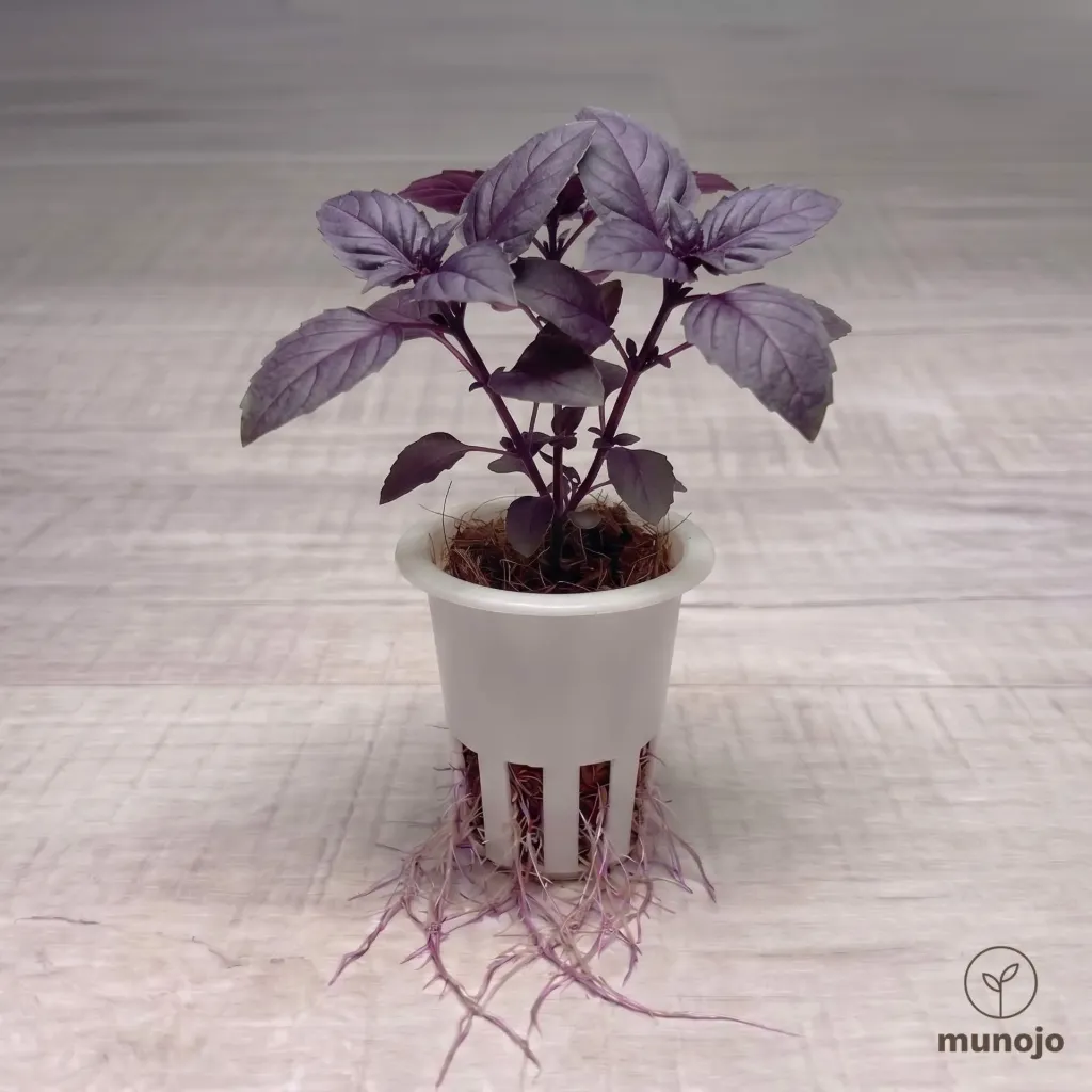 Purple Basil