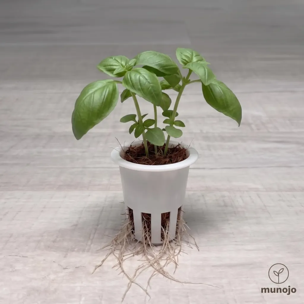 Italian Basil