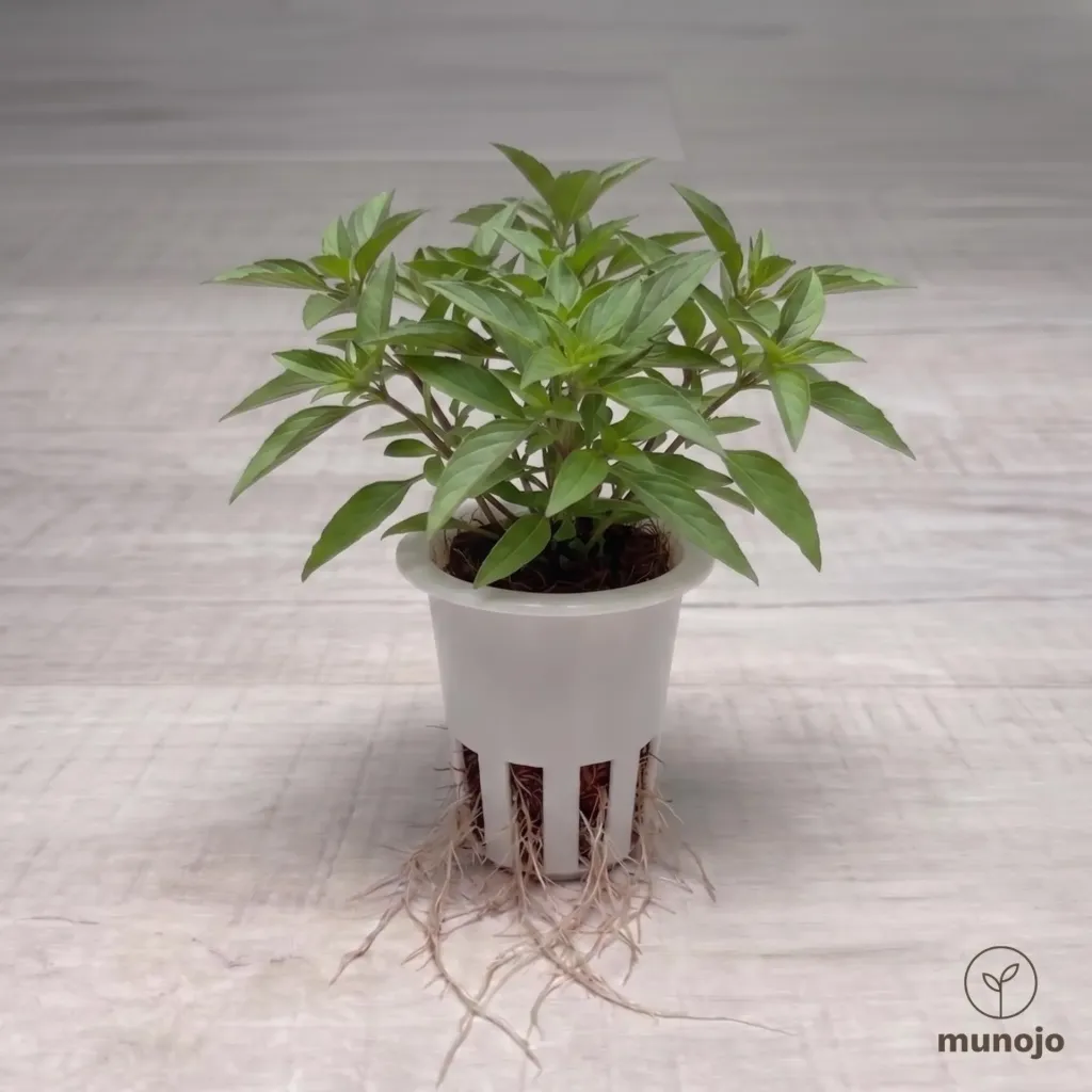 Thai Basil