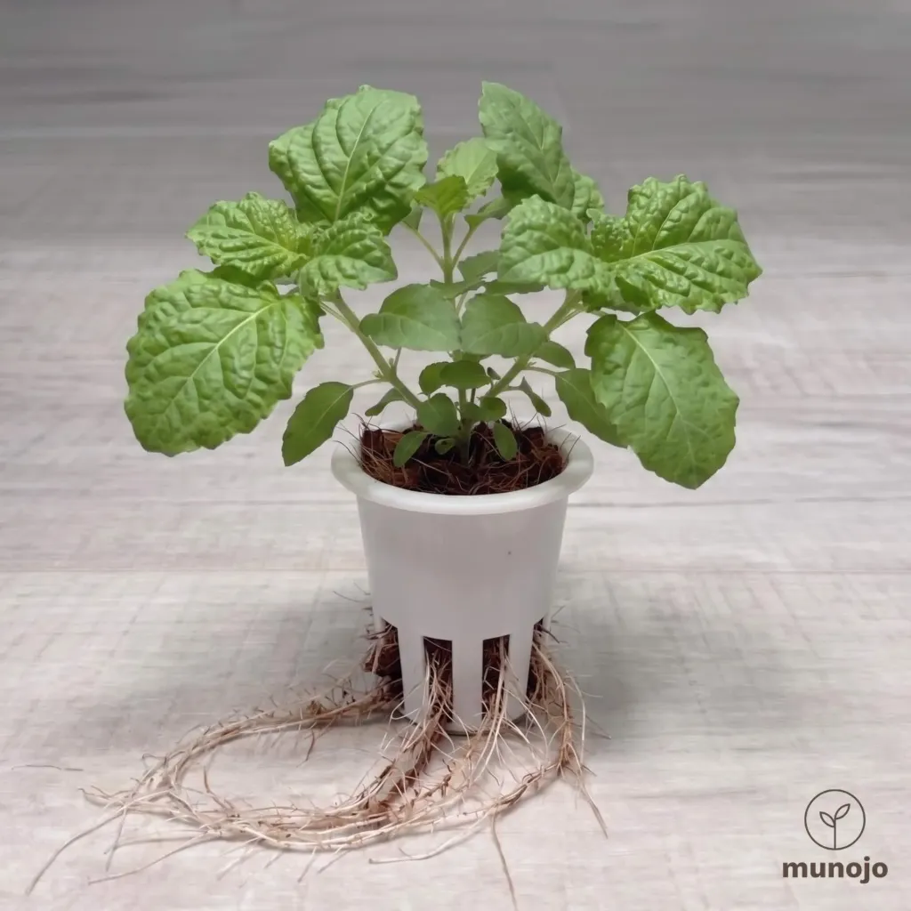 Lettuce Leaf Basil