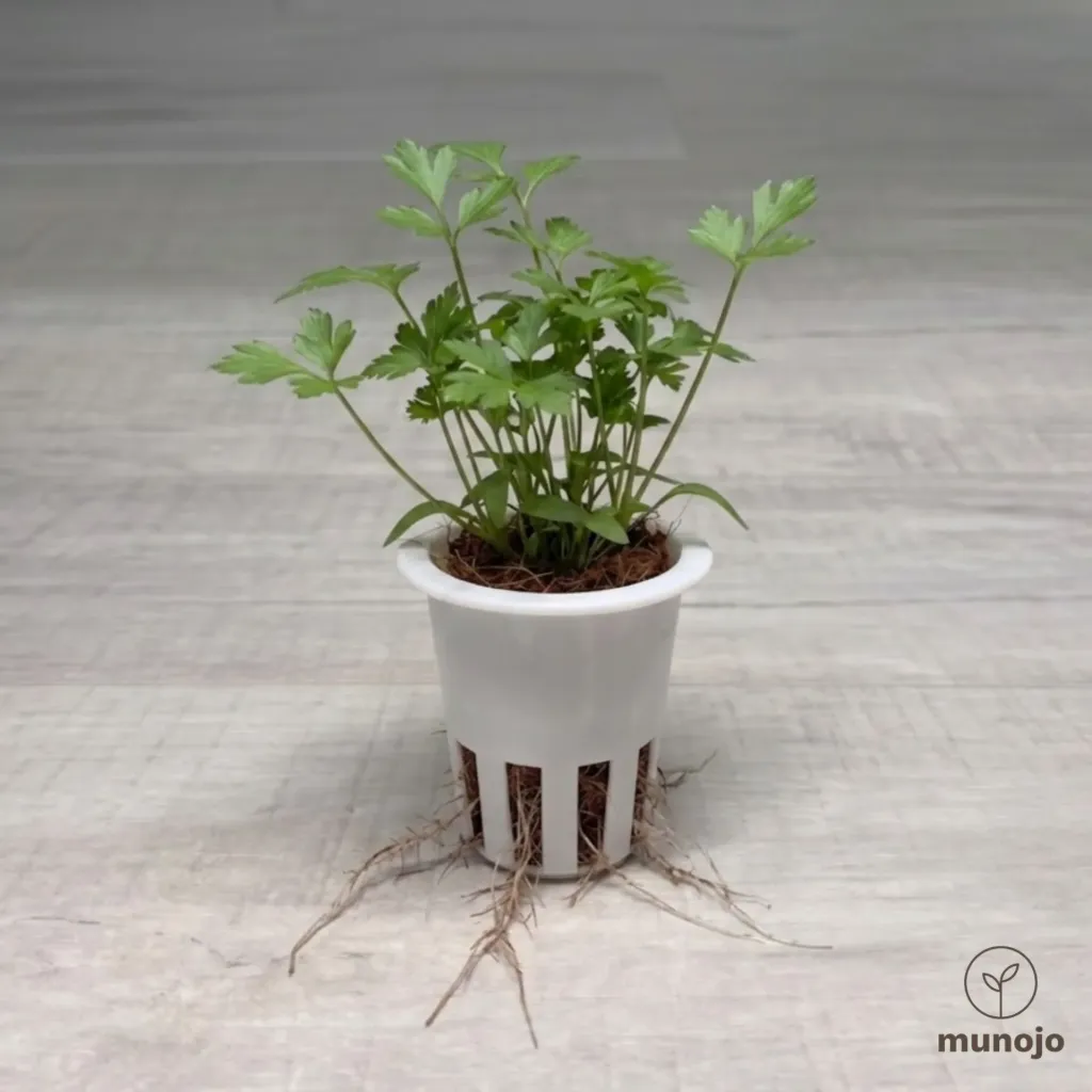 Italian Parsley