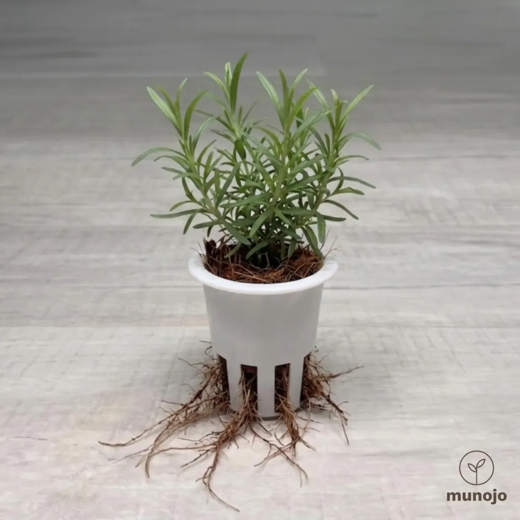 Tarragon