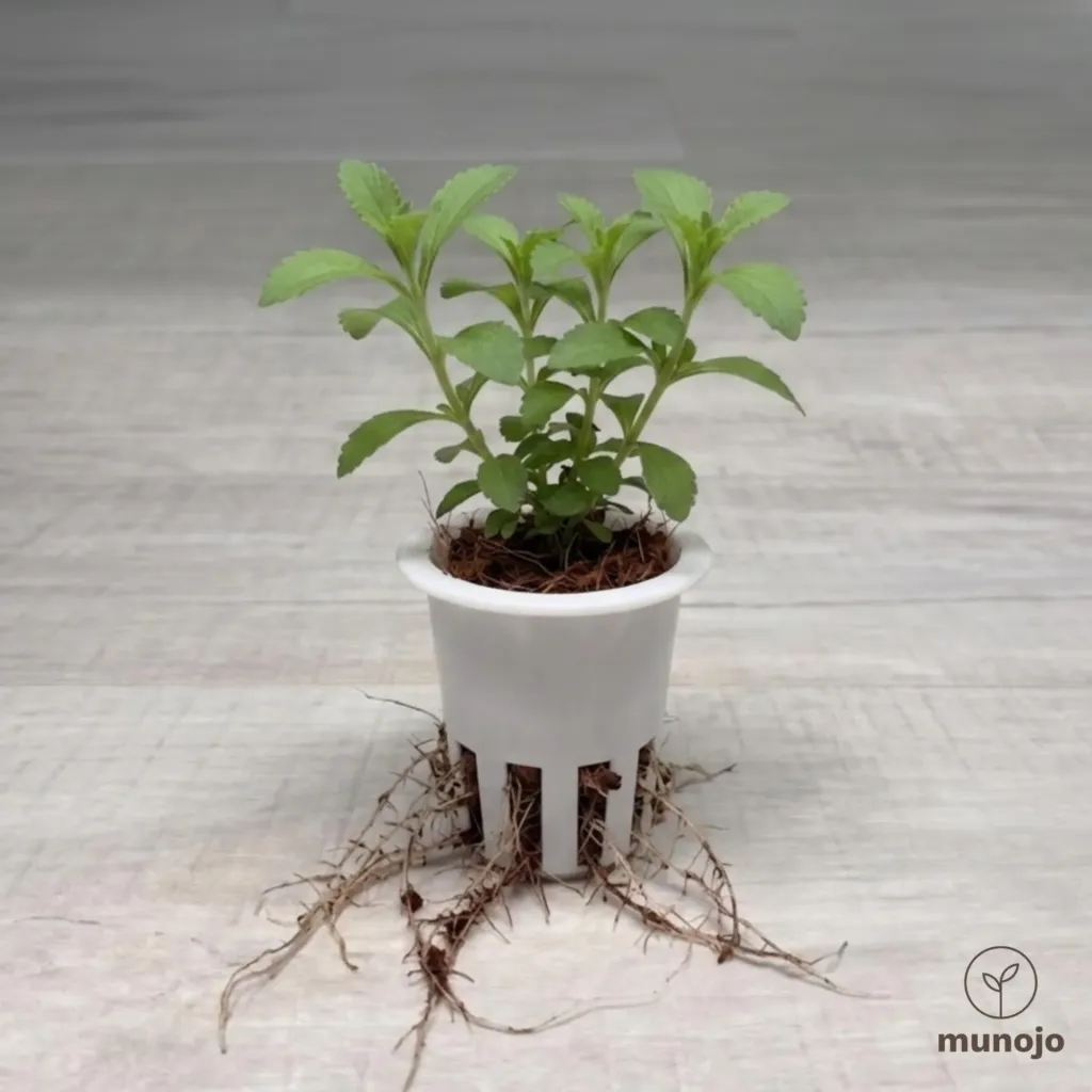 Stevia