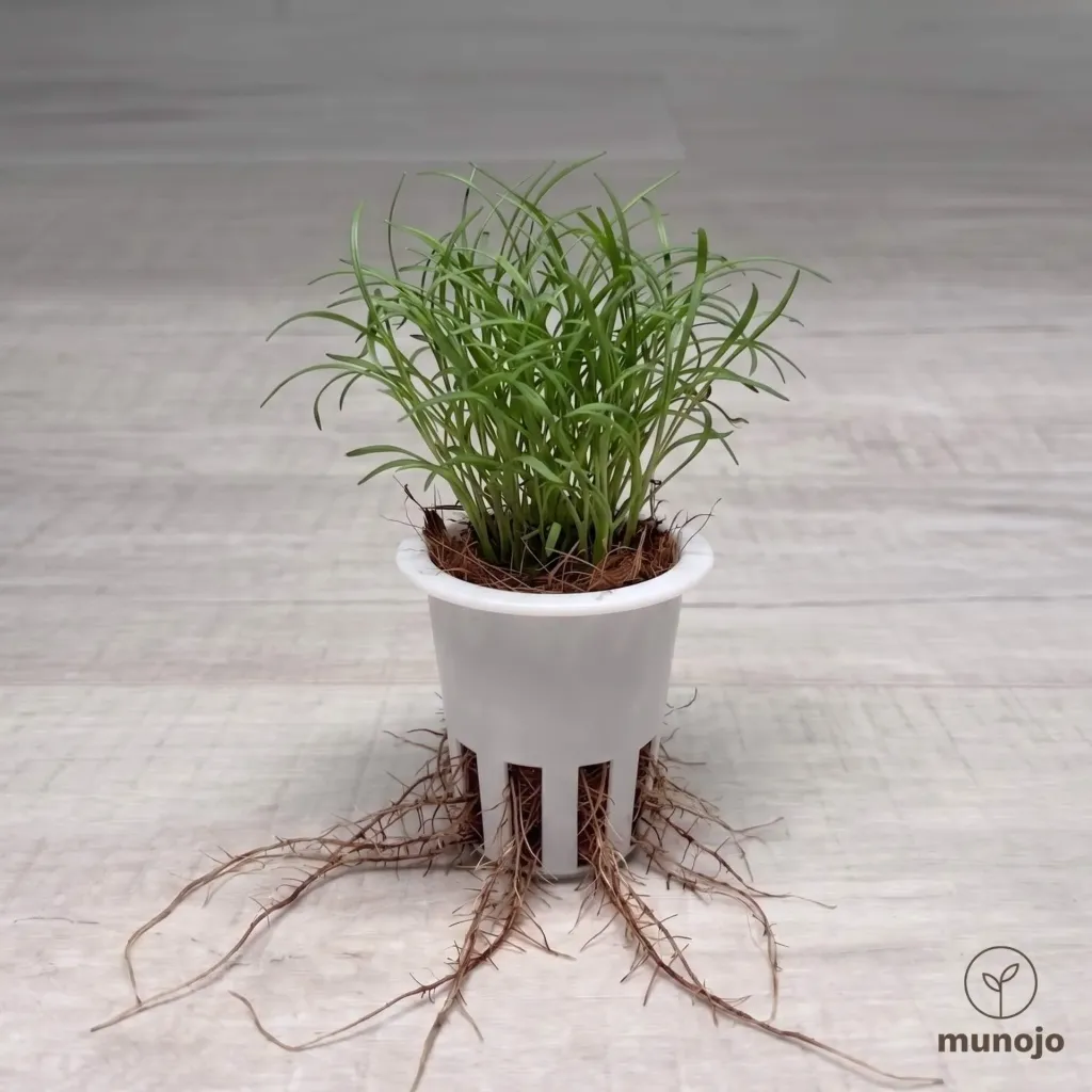 Chives