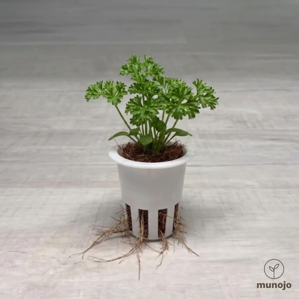 English Parsley