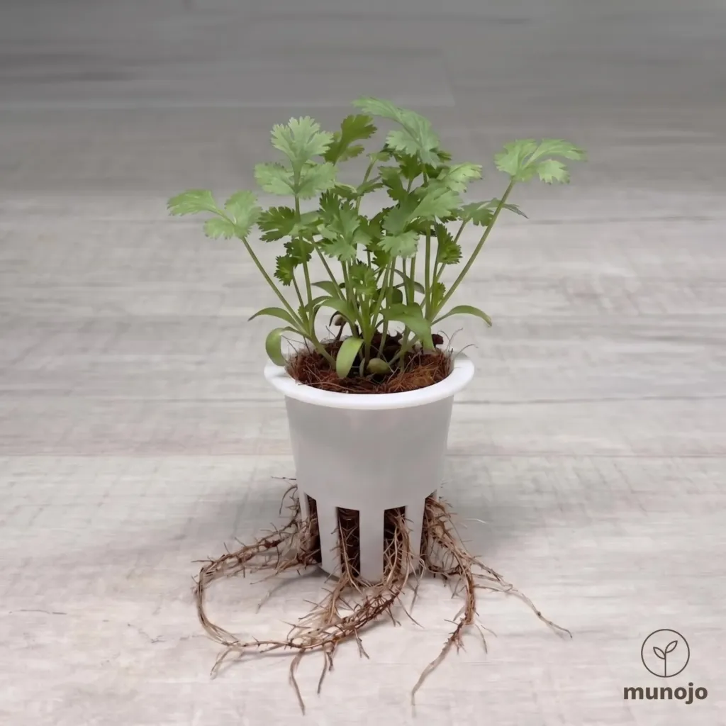 Chinese Parsley