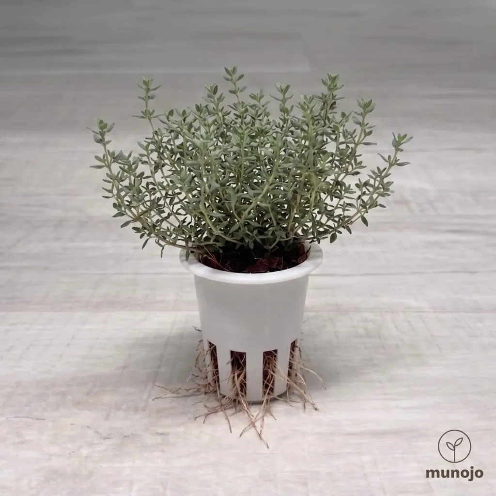 Thyme