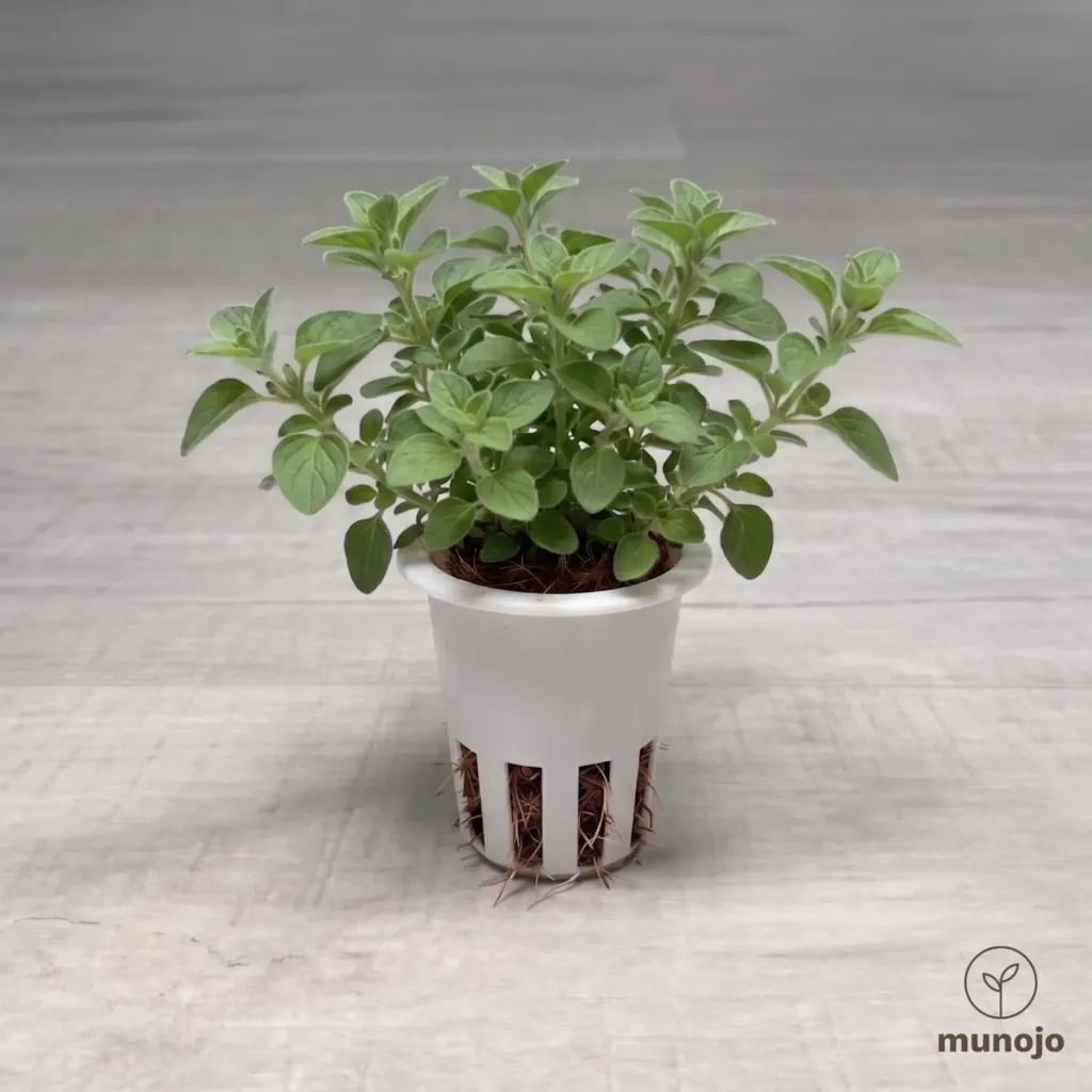 Oregano
