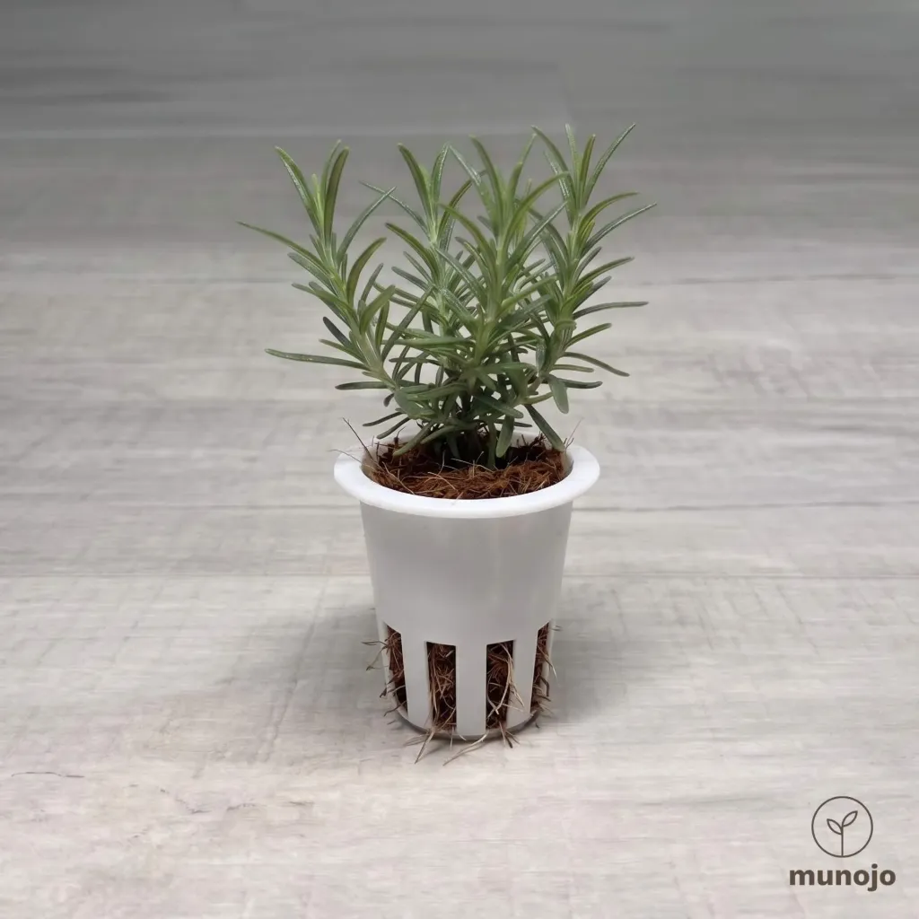 Rosemary