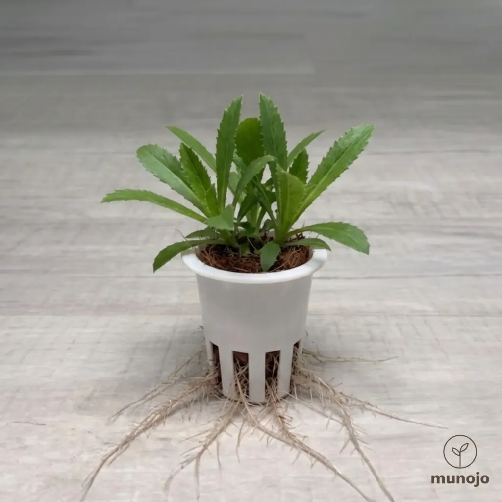 Sawtooth Coriander