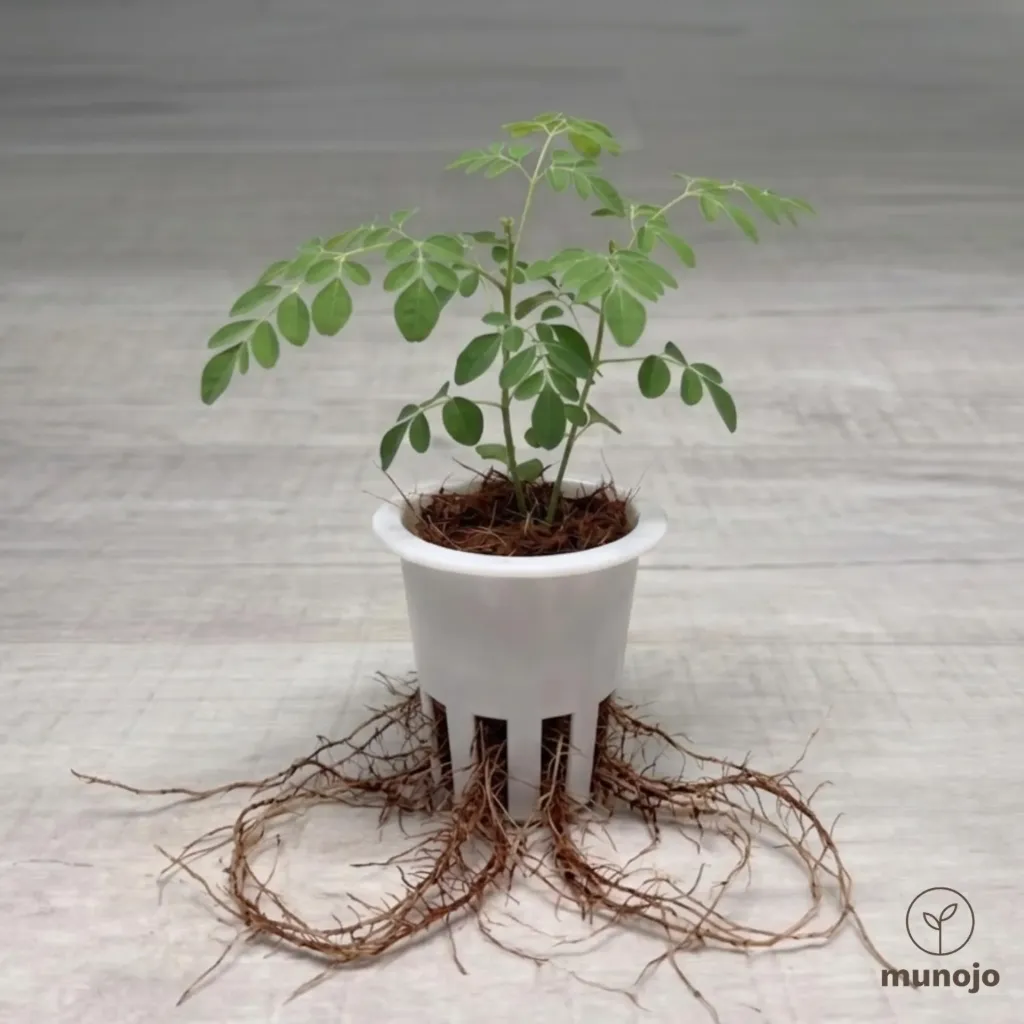 Moringa