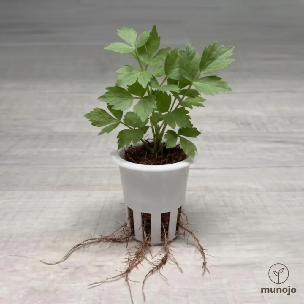 Lovage
