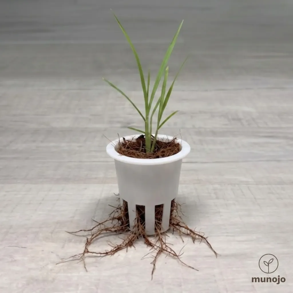 Lemongrass