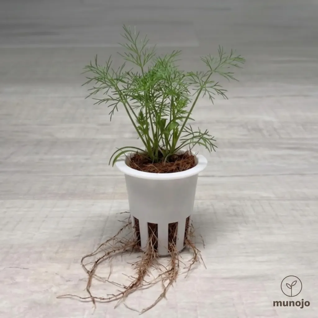 Fennel