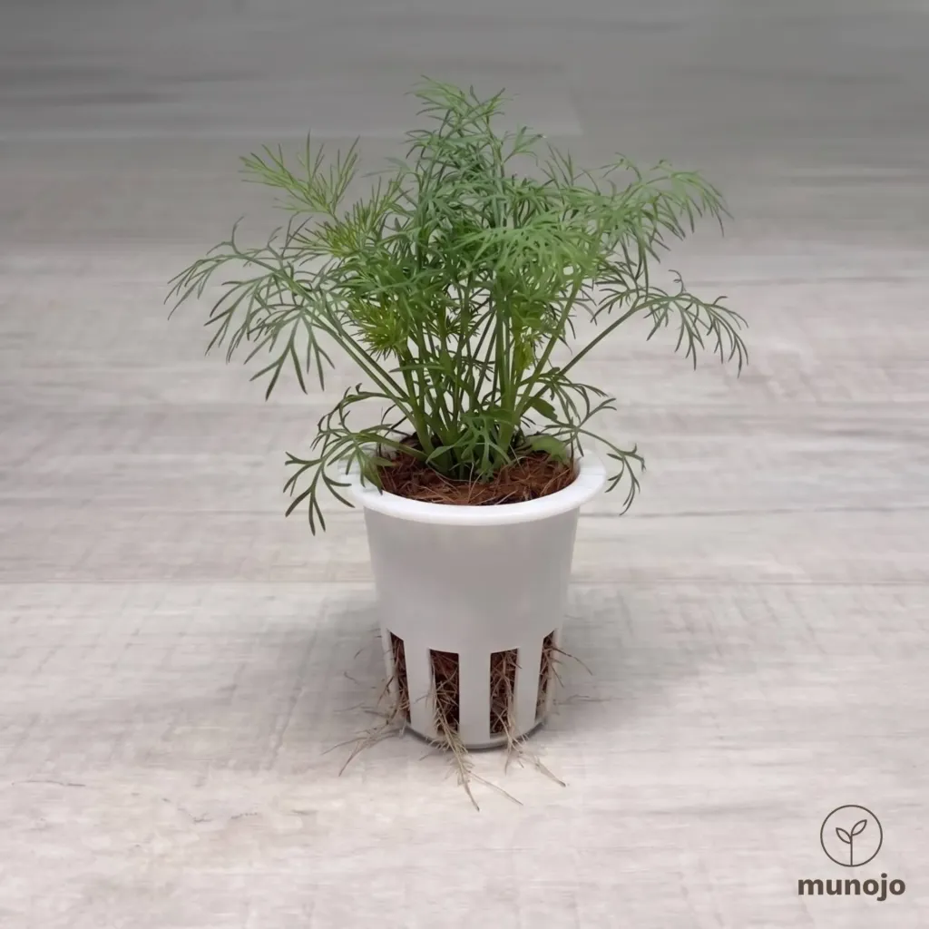 Dill