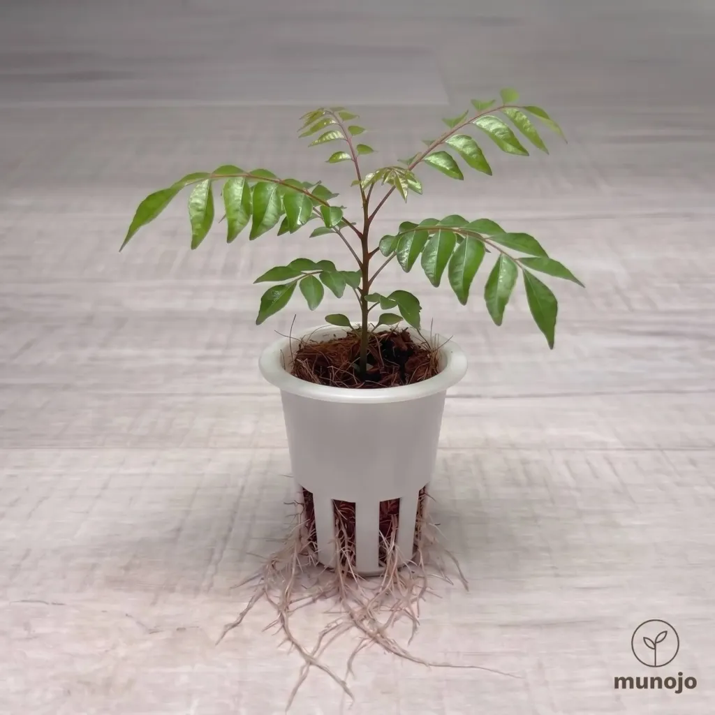 Curry Leaf
