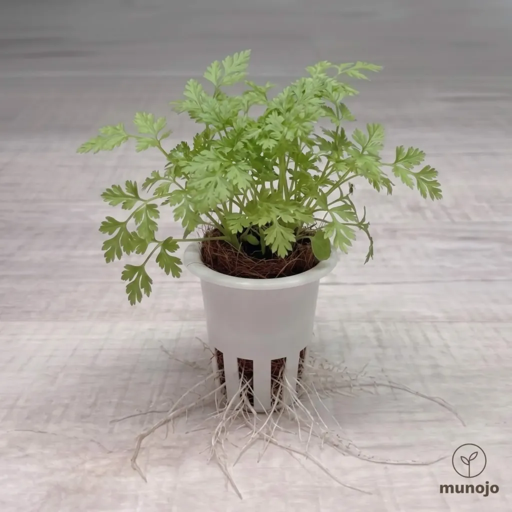 Chervil
