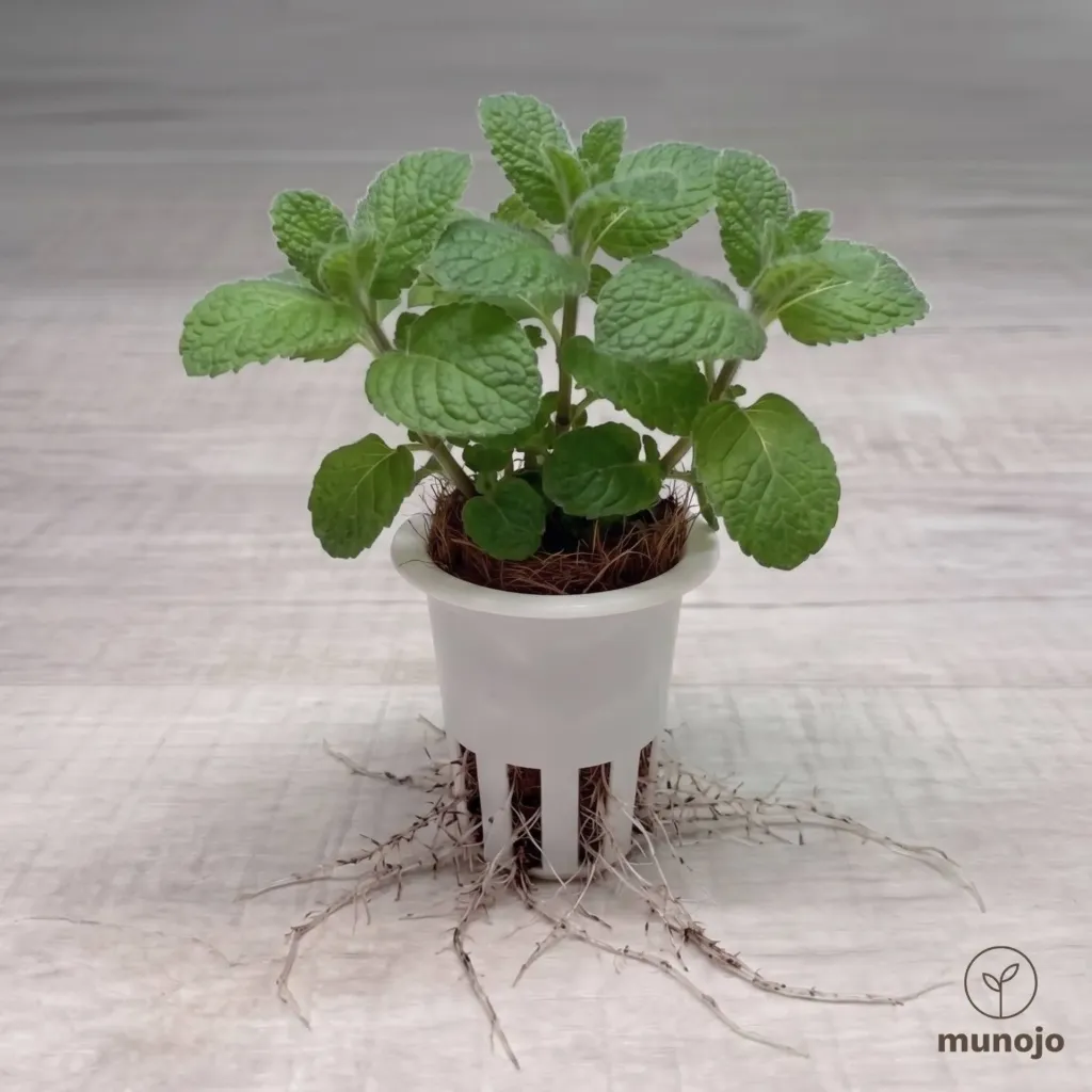 Apple Mint