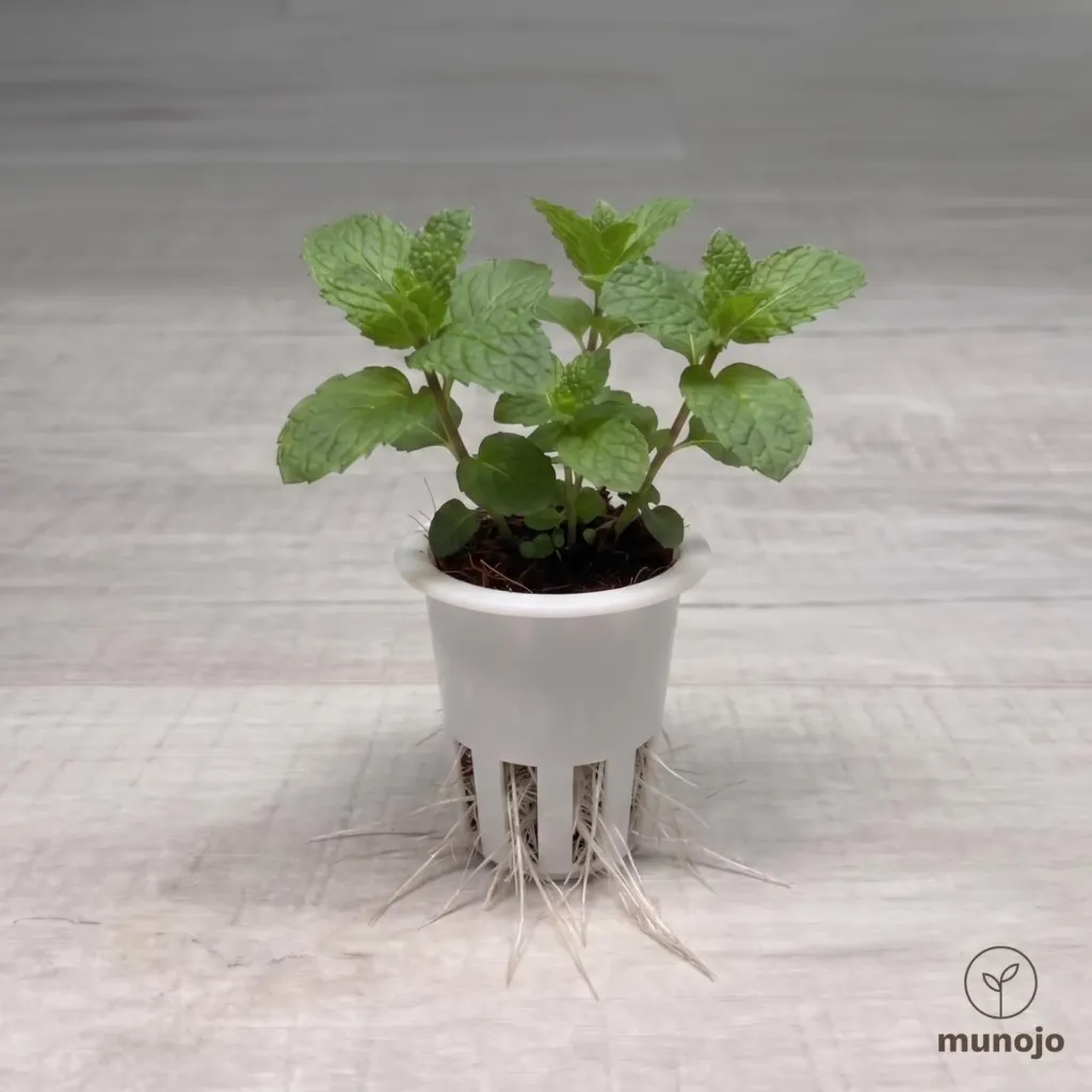 Pepper Mint