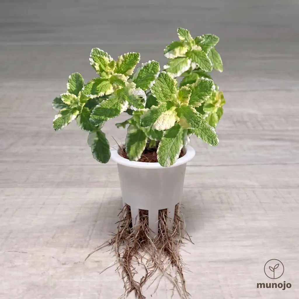 Pineapple Mint