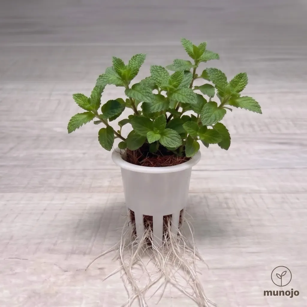 Strawberry Mint