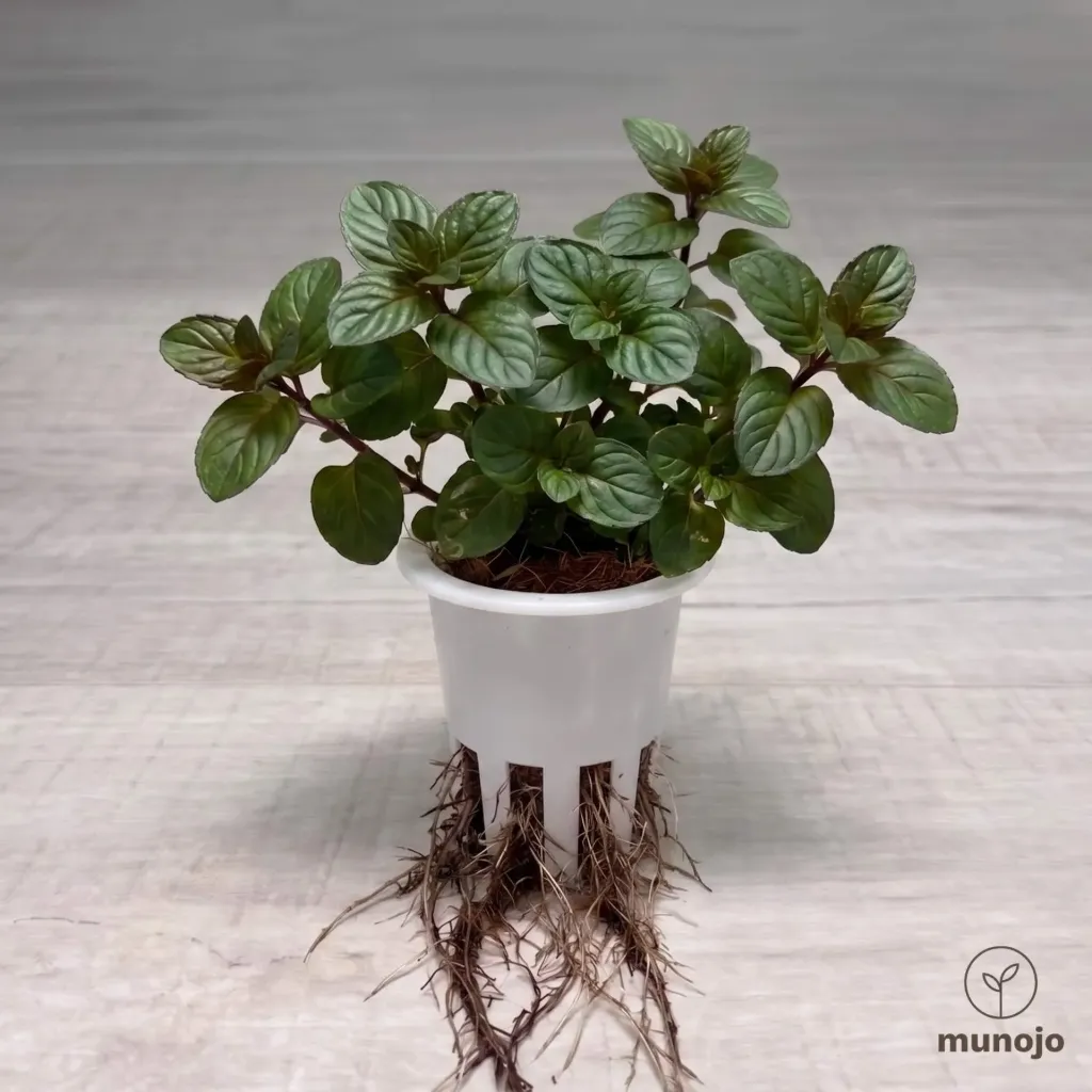 Chocolate Mint
