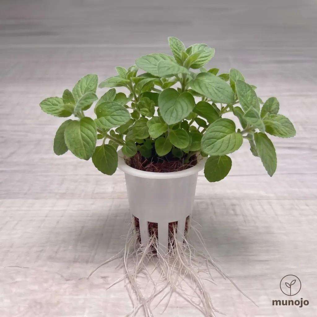 Banana Mint