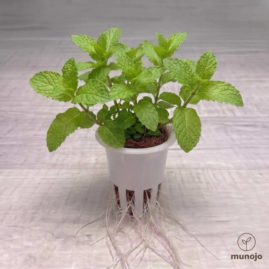 Spear Mint