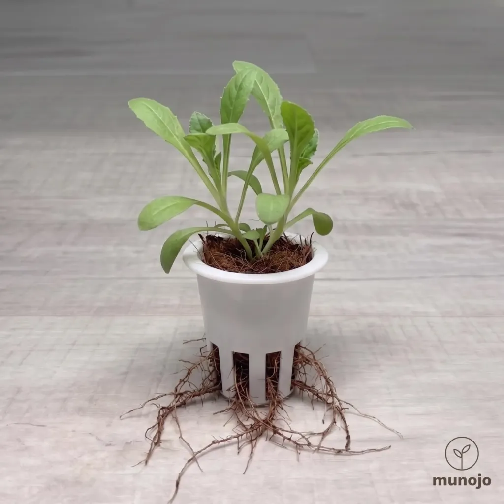 Calendula
