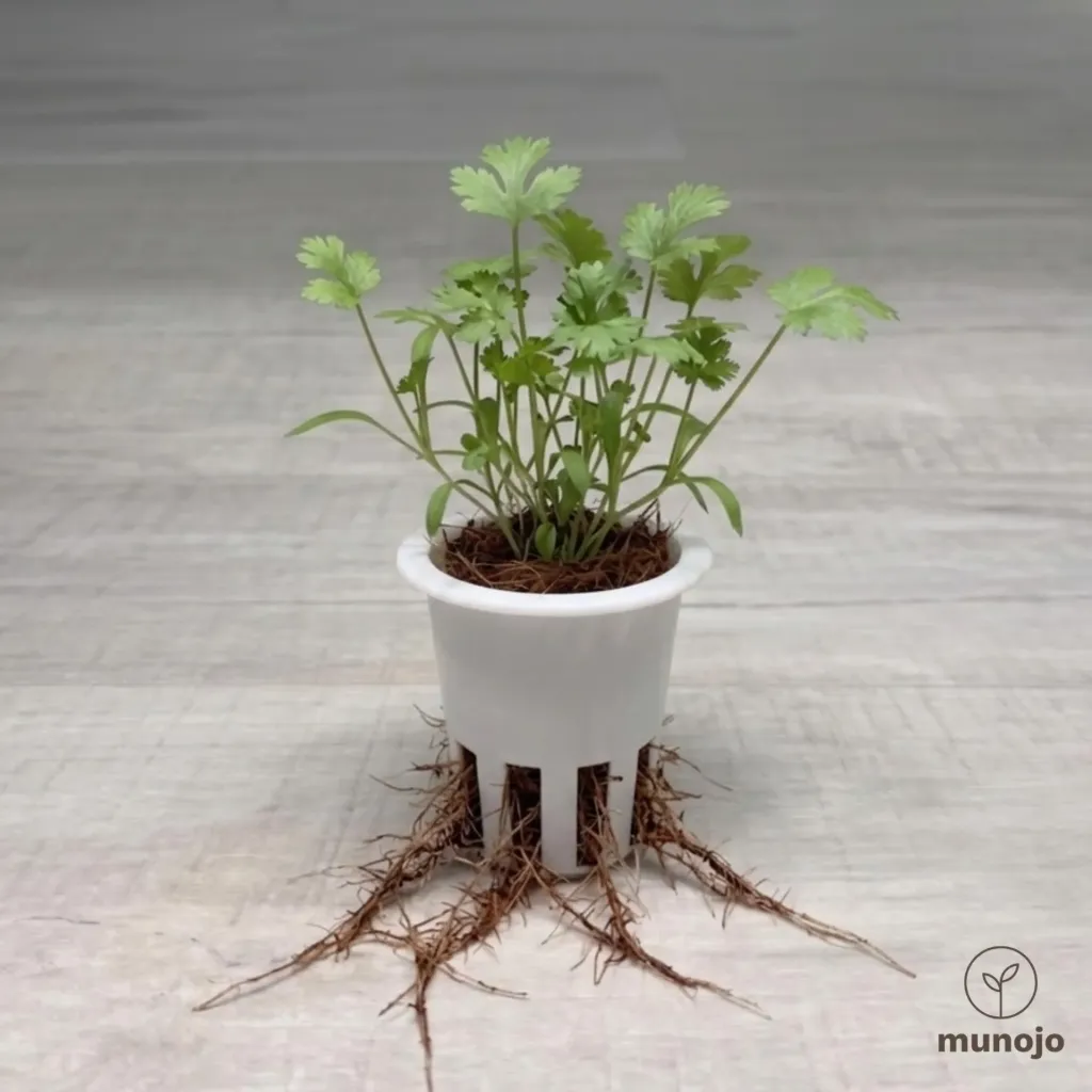 Cilantro