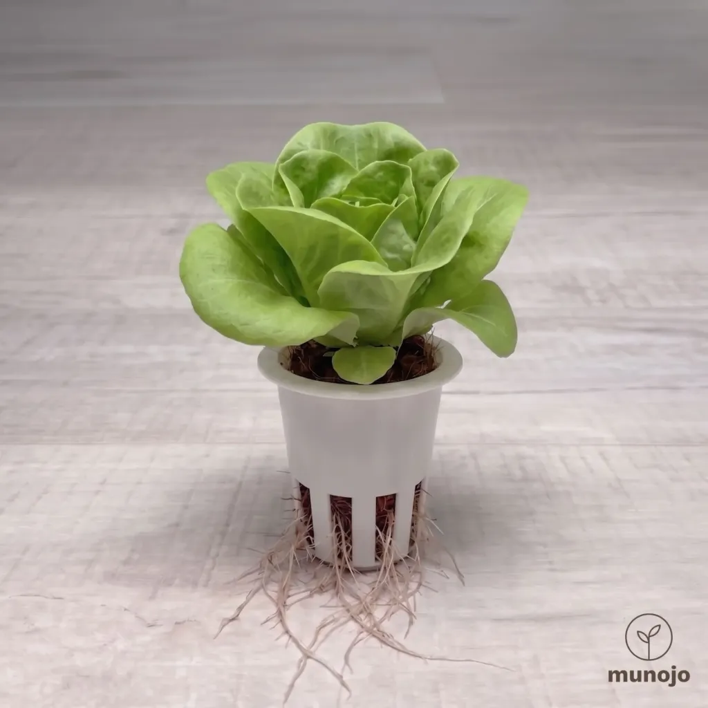 Butterhead Lettuce
