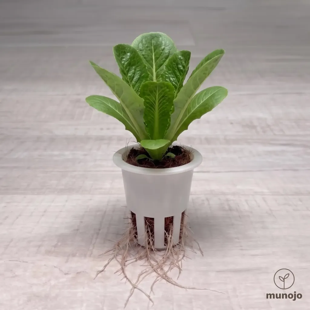 Romaine Lettuce