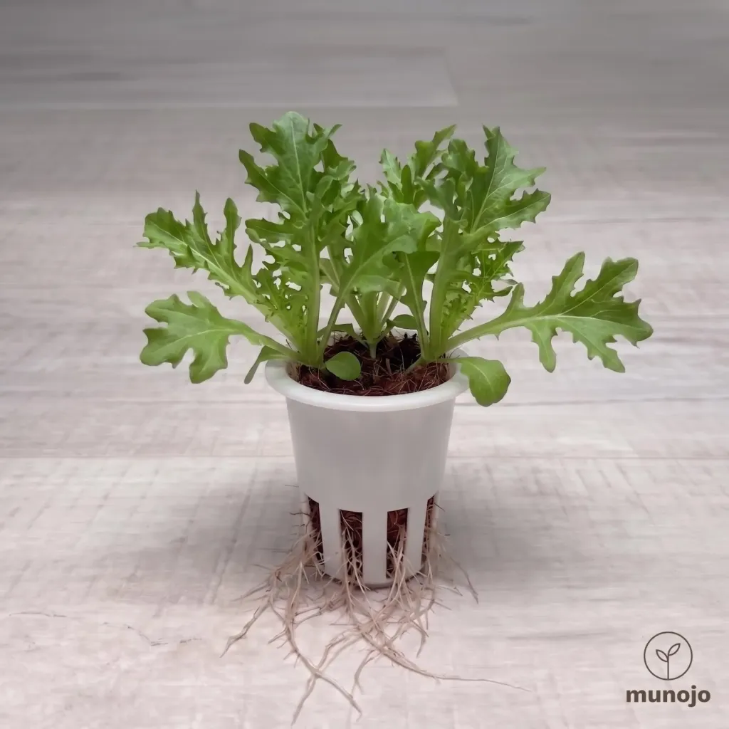 Oak Leaf Lettuce