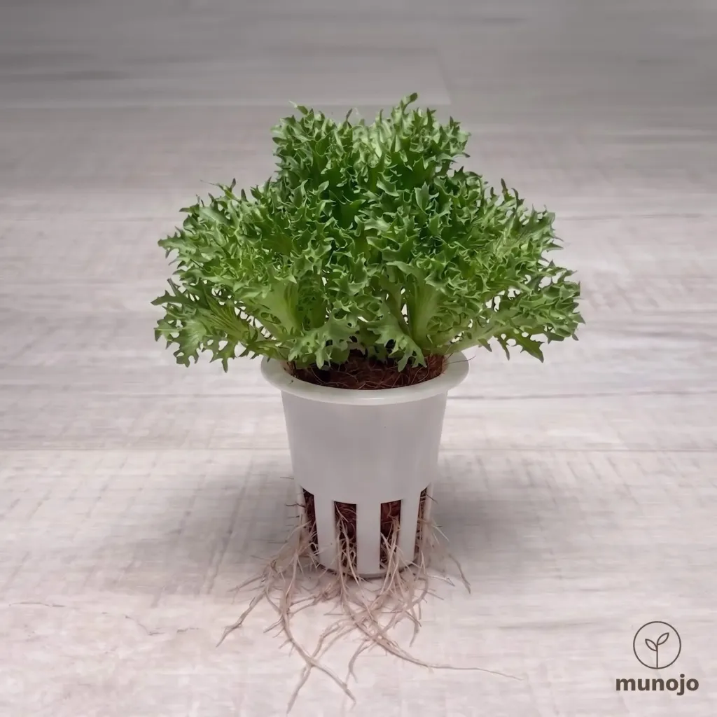 Frisée Lettuce