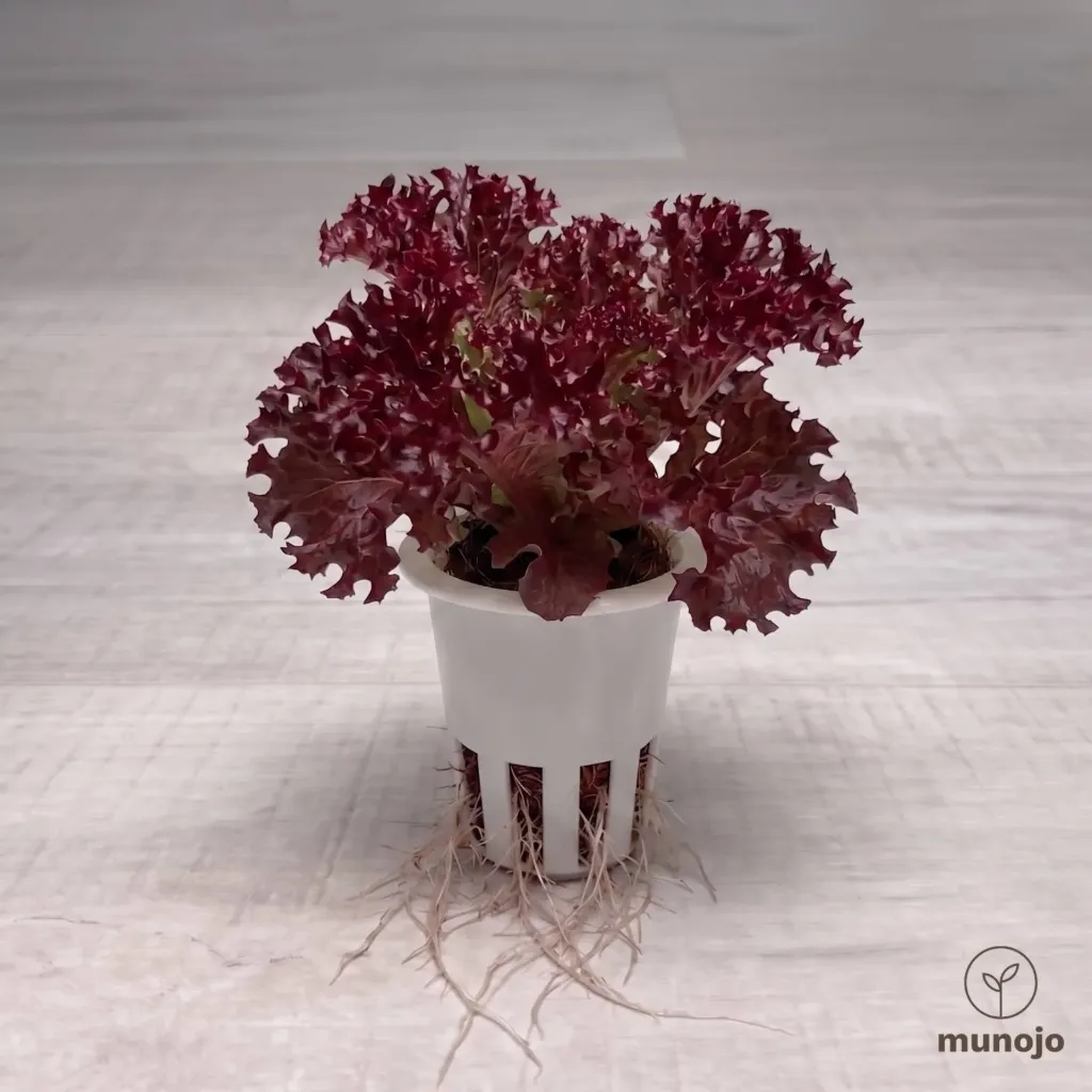 Lollo Rosso Lettuce
