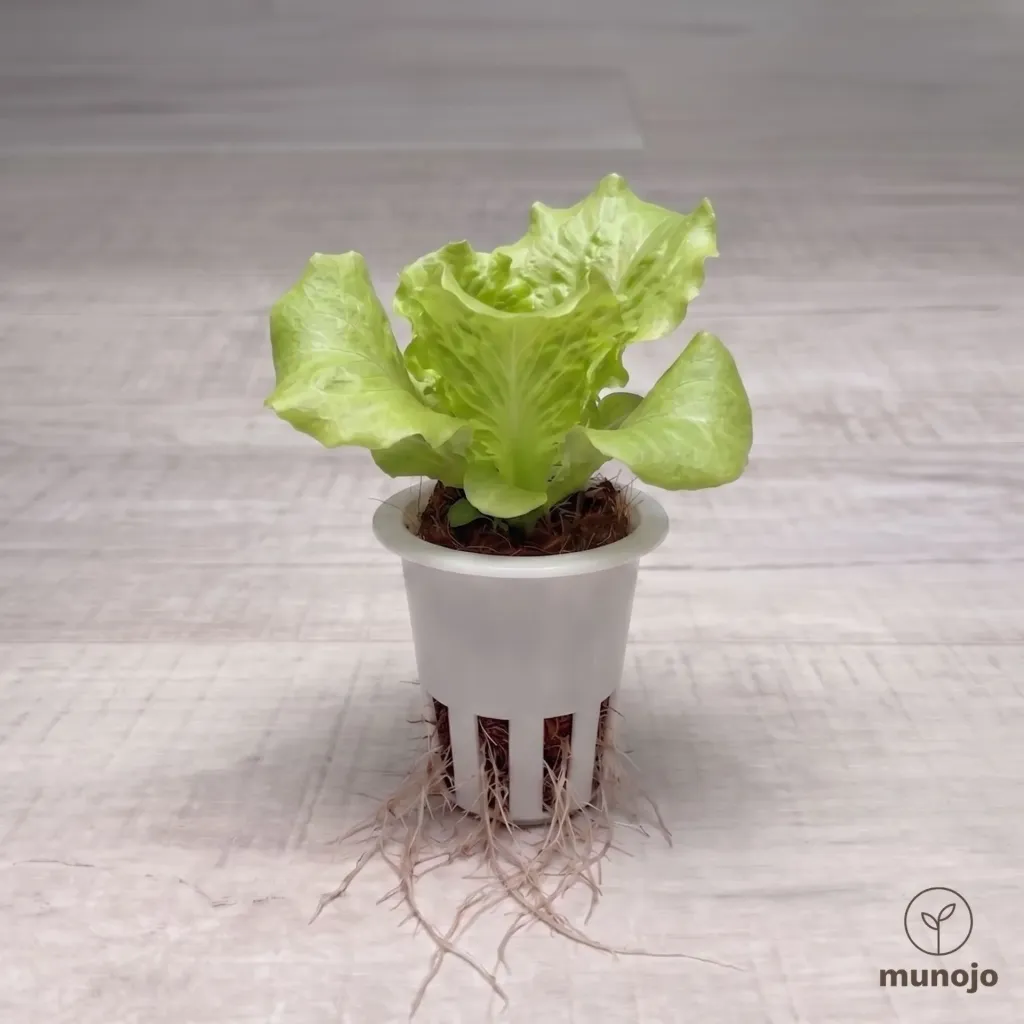 Iceberg Lettuce