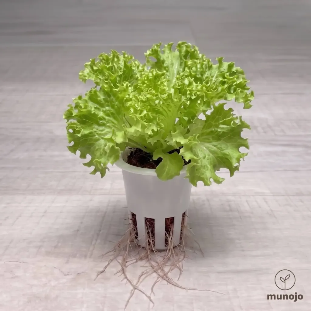 Lollo Bionda Lettuce
