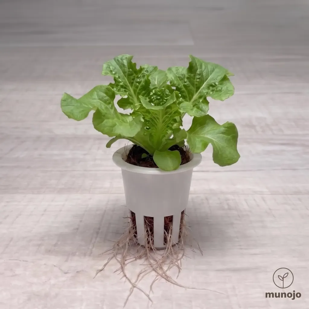 Green Leaf Lettuce