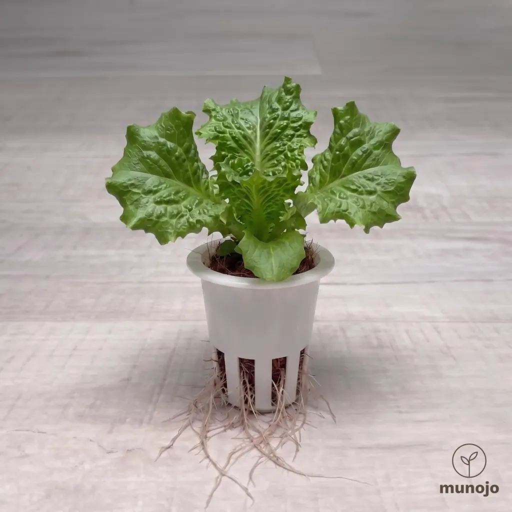 Batavia Lettuce