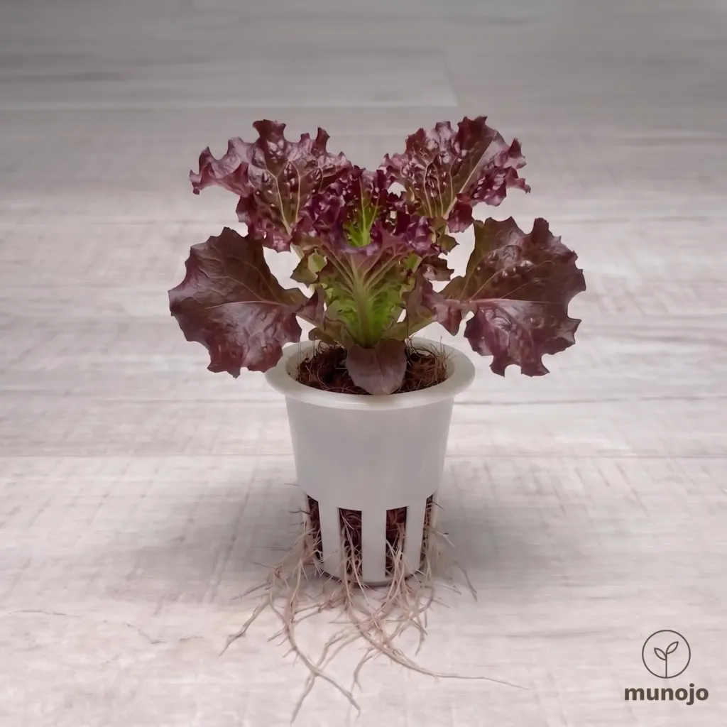 Red Leaf Lettuce