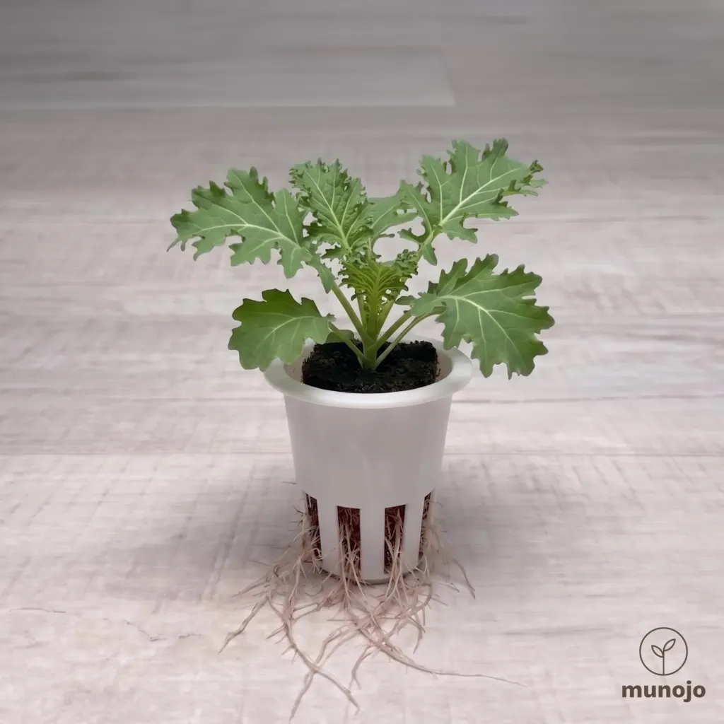 Siberian Kale