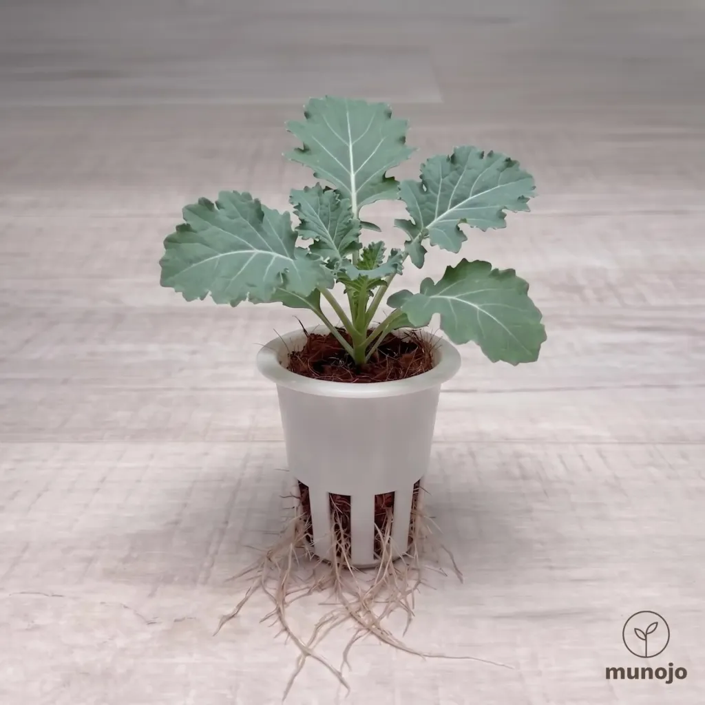 White Russian Kale
