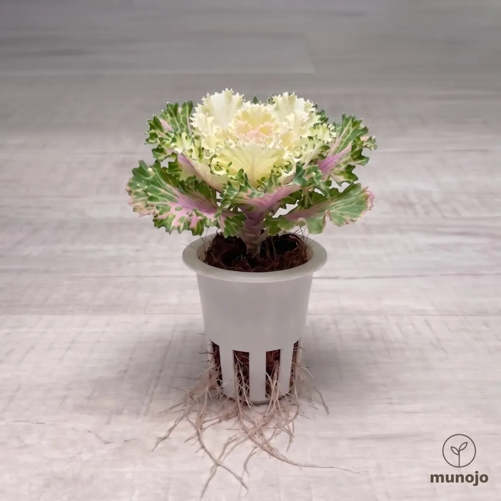 Ornamental Kale