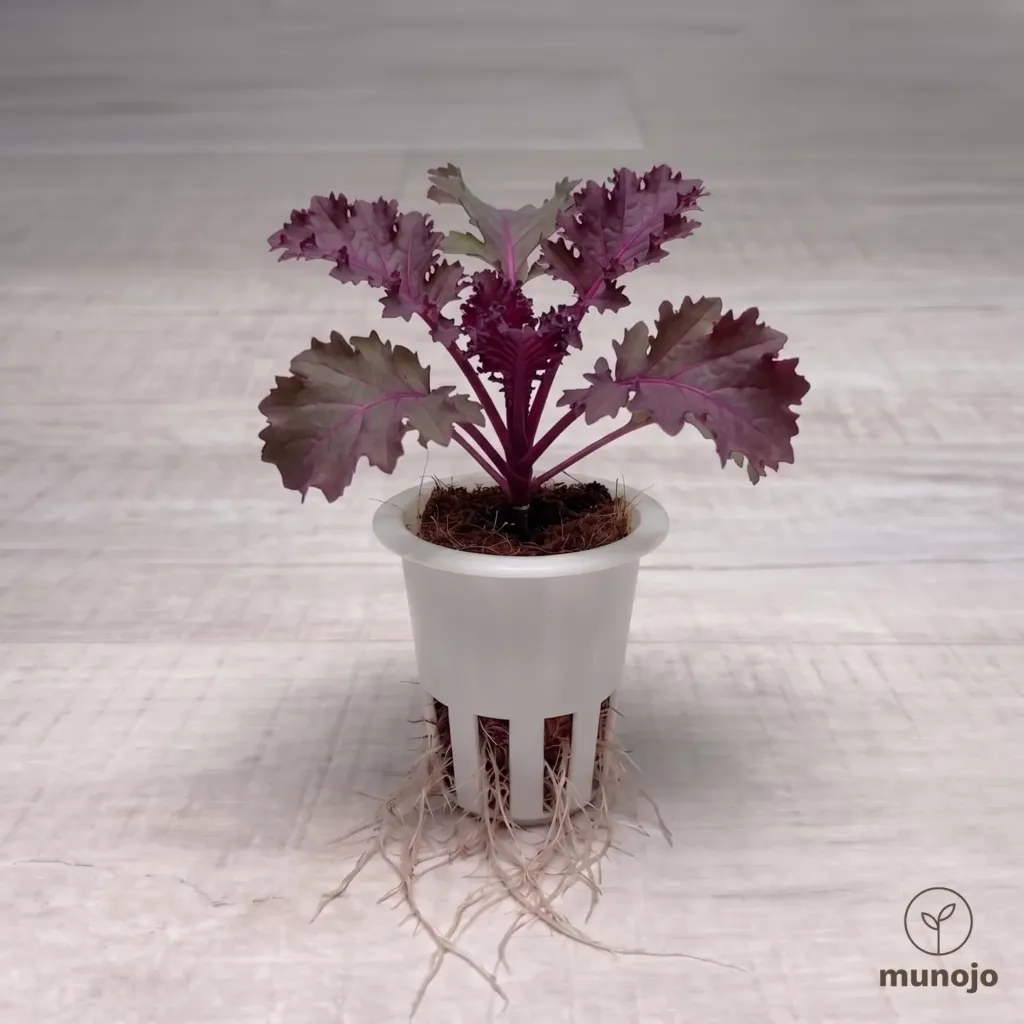 Scarlet Kale