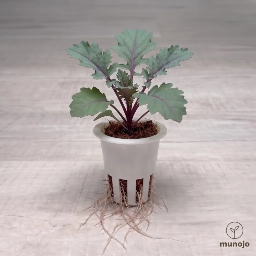 Red Russian Kale