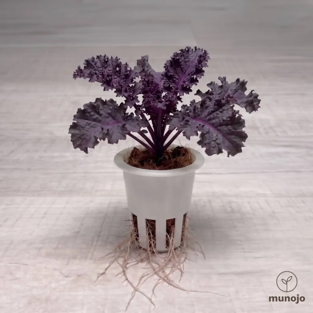 Redbor Kale