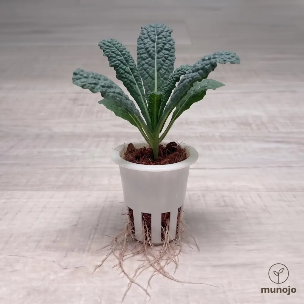 Tuscan Kale